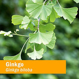Herb Pharm hojas de Ginkgo cosechadas en otoño mostrando frescura