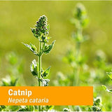Herb Pharm plantas de Nepeta en granja regenerativa mostrando origen orgánico
