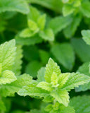 Herb Pharm botella abierta con tapón para ver aplicador práctico