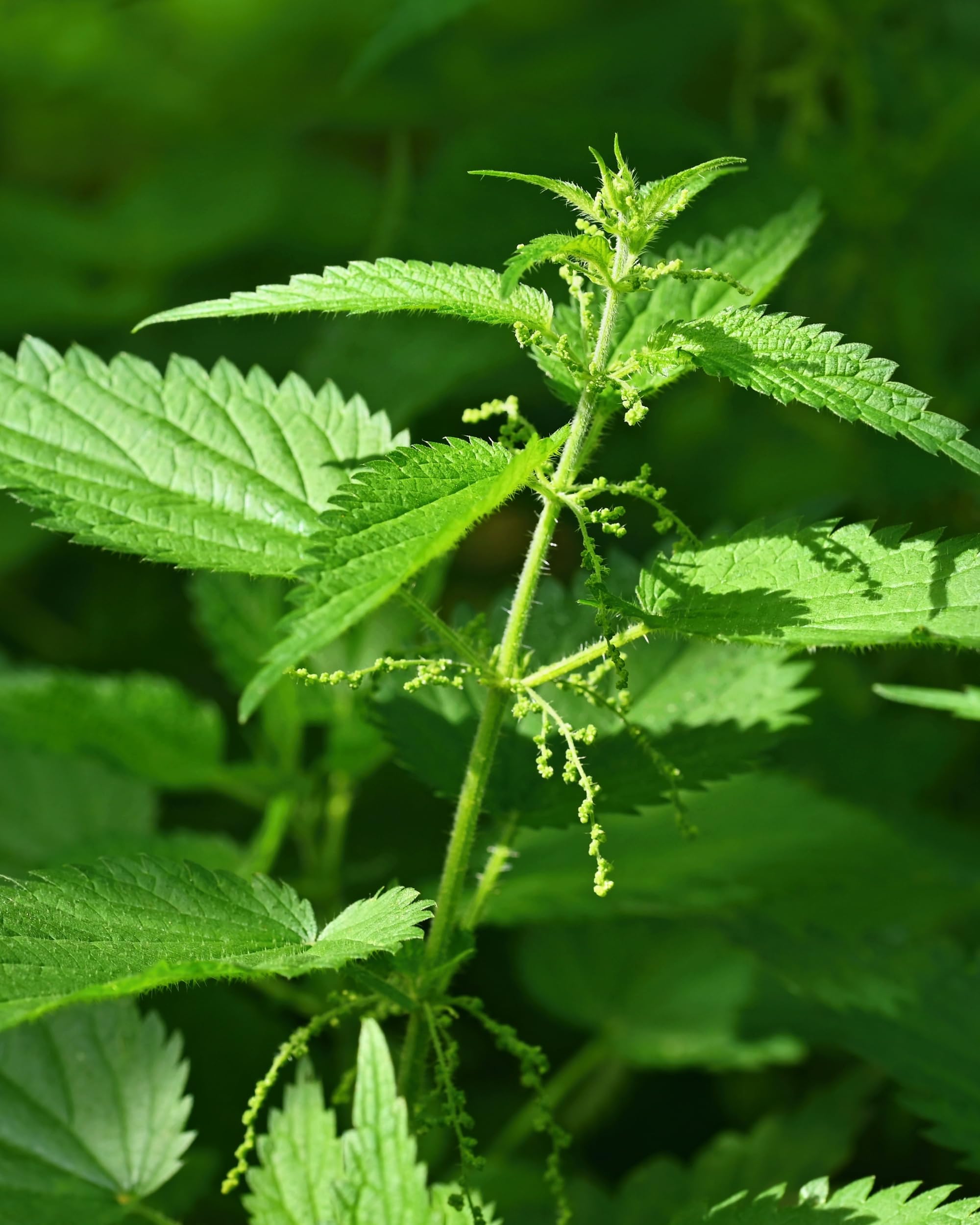 Herb Pharm hojas de Ortiga Urtica dioica cosechadas en la granja