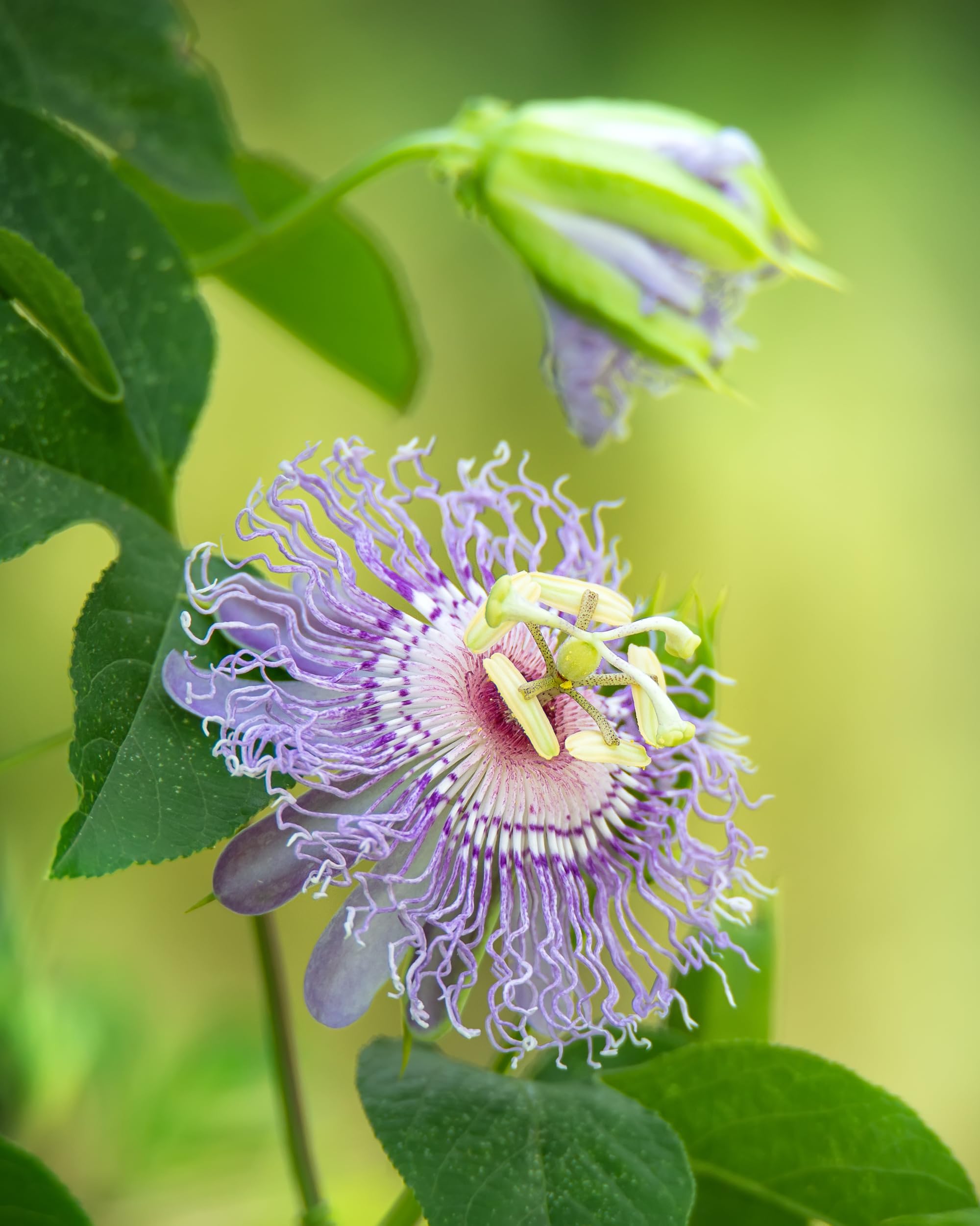 Herb Pharm ramas de Passiflora incarnata frescas mostrando origen