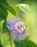 Herb Pharm ramas de Passiflora incarnata frescas mostrando origen
