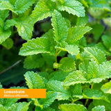 Herb Pharm extracción fresca en proceso que asegura calidad