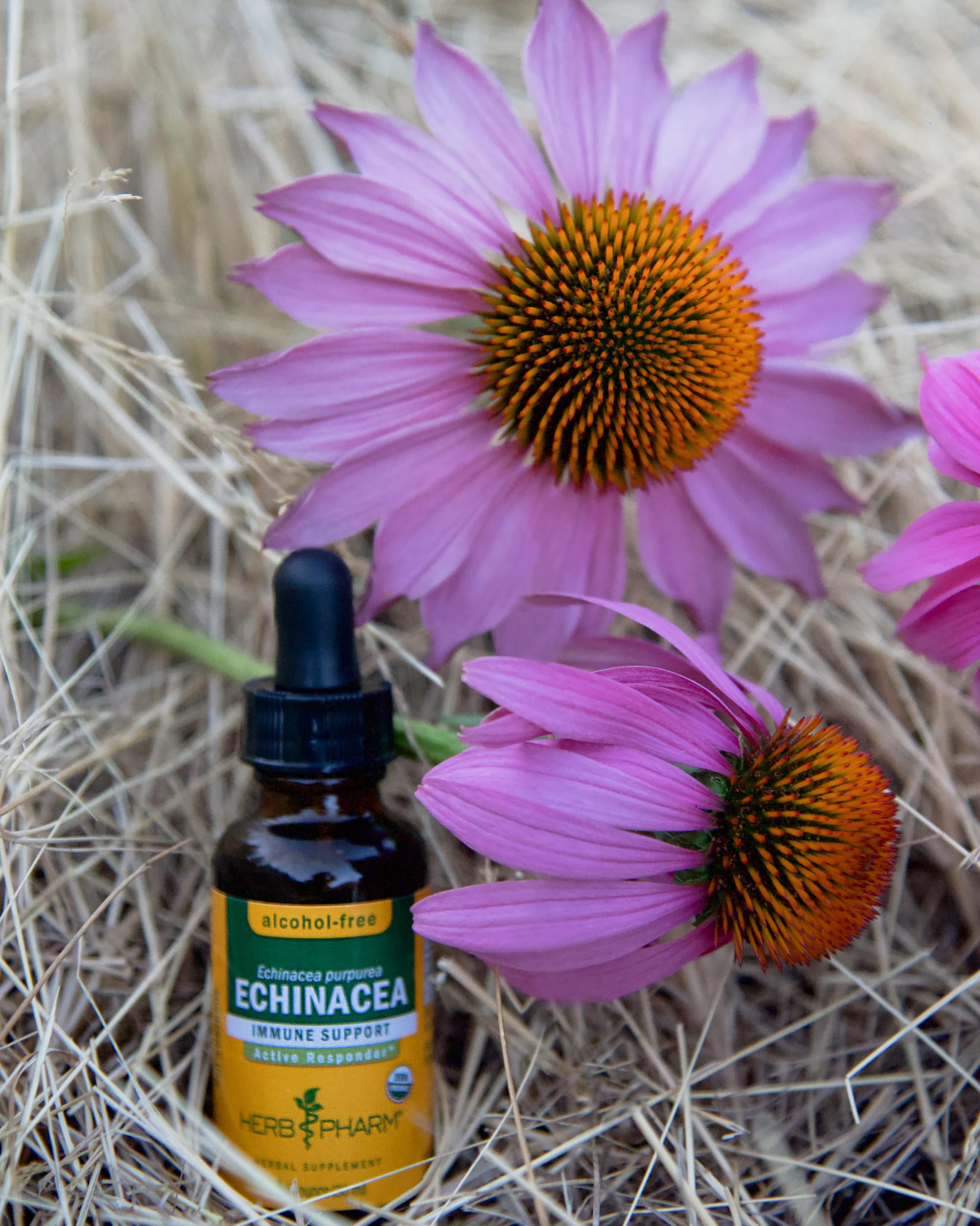 Herb Pharm raíz de Echinacea purpurea foco en origen orgánico