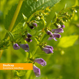 Herb Pharm campo regenerativo con plantas de Skullcap mostrando origen orgánico