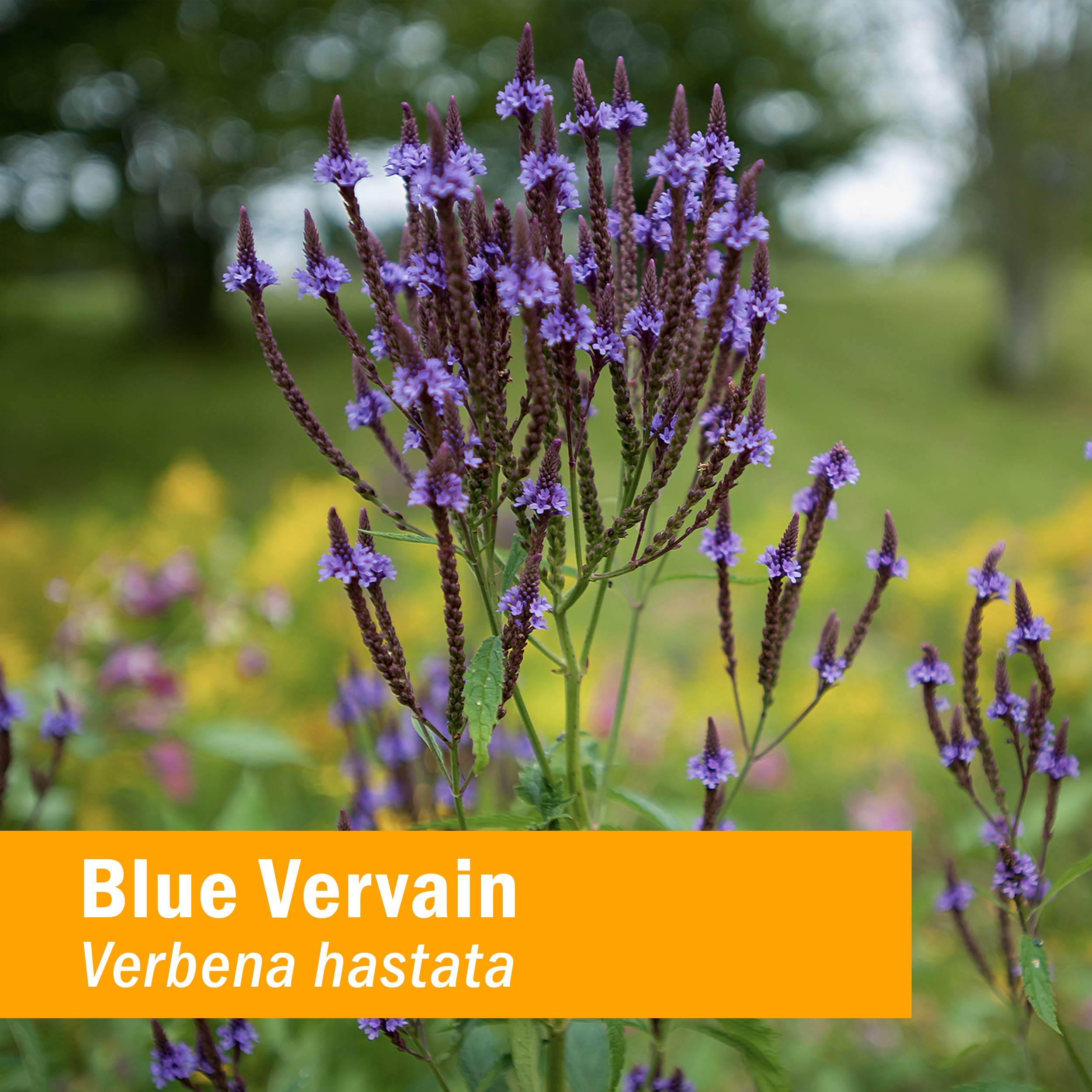 Close-up del frasco Herb Pharm Vervain Azul con textura del líquido y cuentagotas