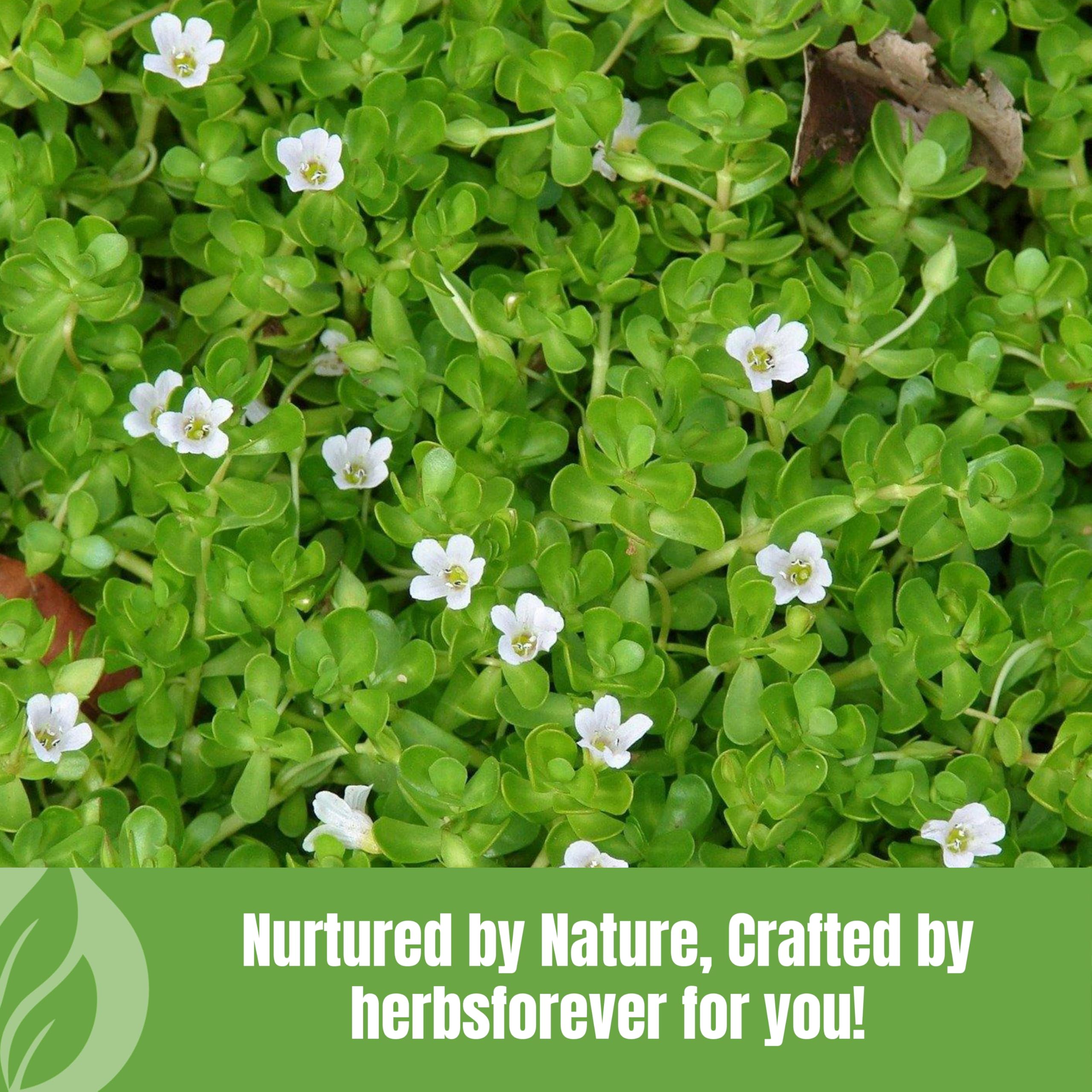 Herbsforever etiqueta del producto detalle de pureza y certificados