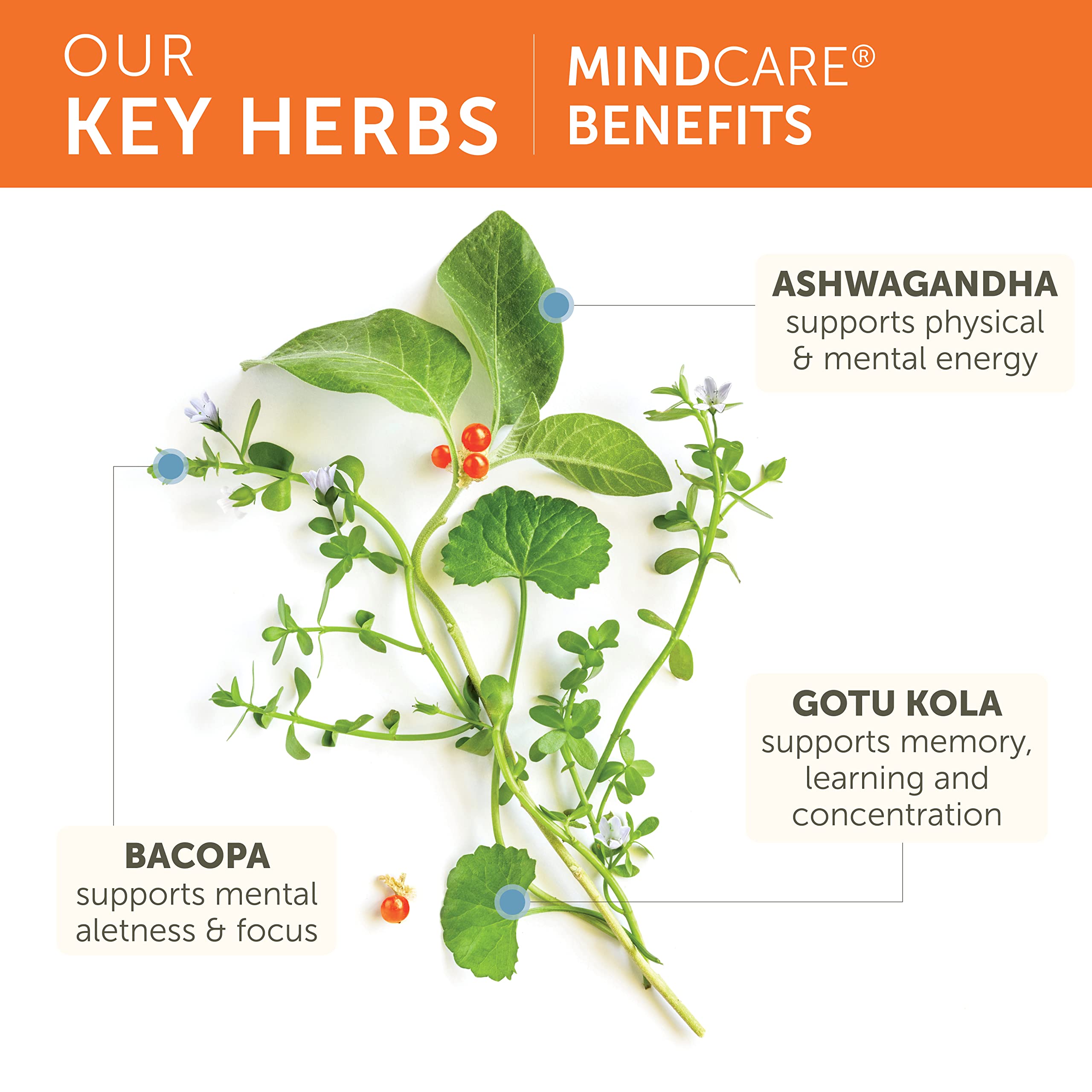 Hojas de Bacopa con Himalaya MindCare destacando apoyo a la memoria