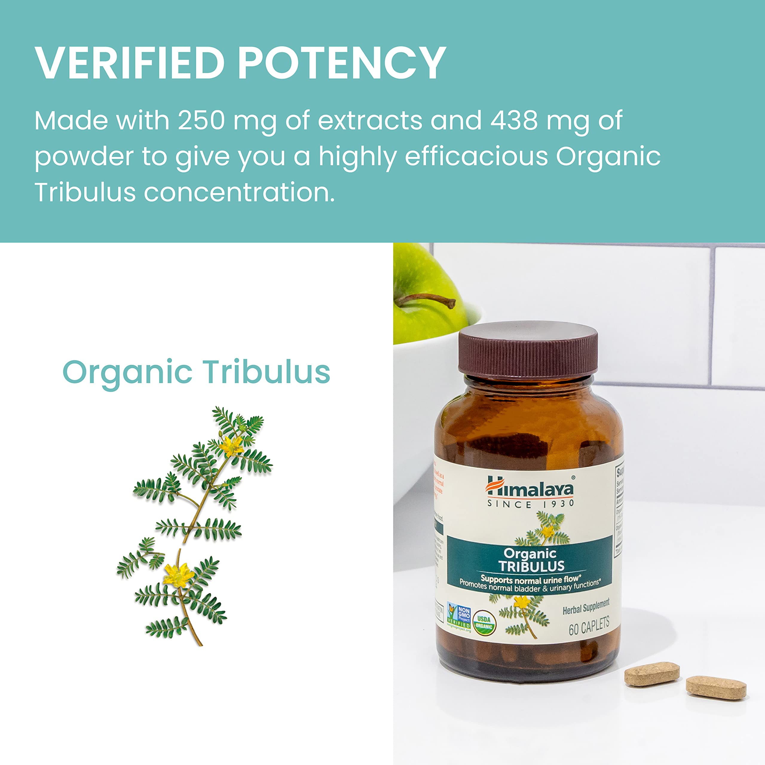 Himalaya primer plano de planta Tribulus resaltando origen natural