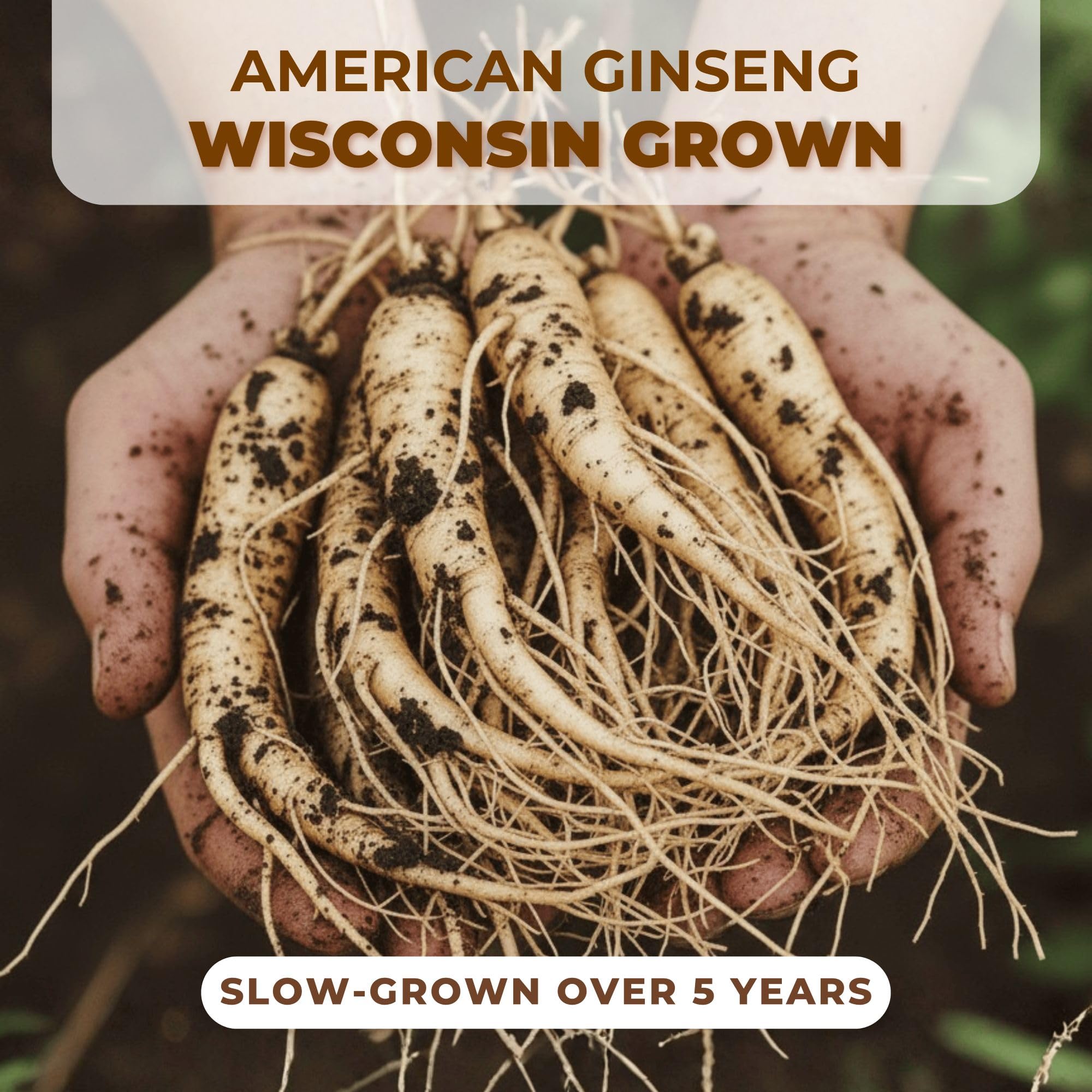 HLX ginseng raíces en caja abierta con presentación ordenada y práctica