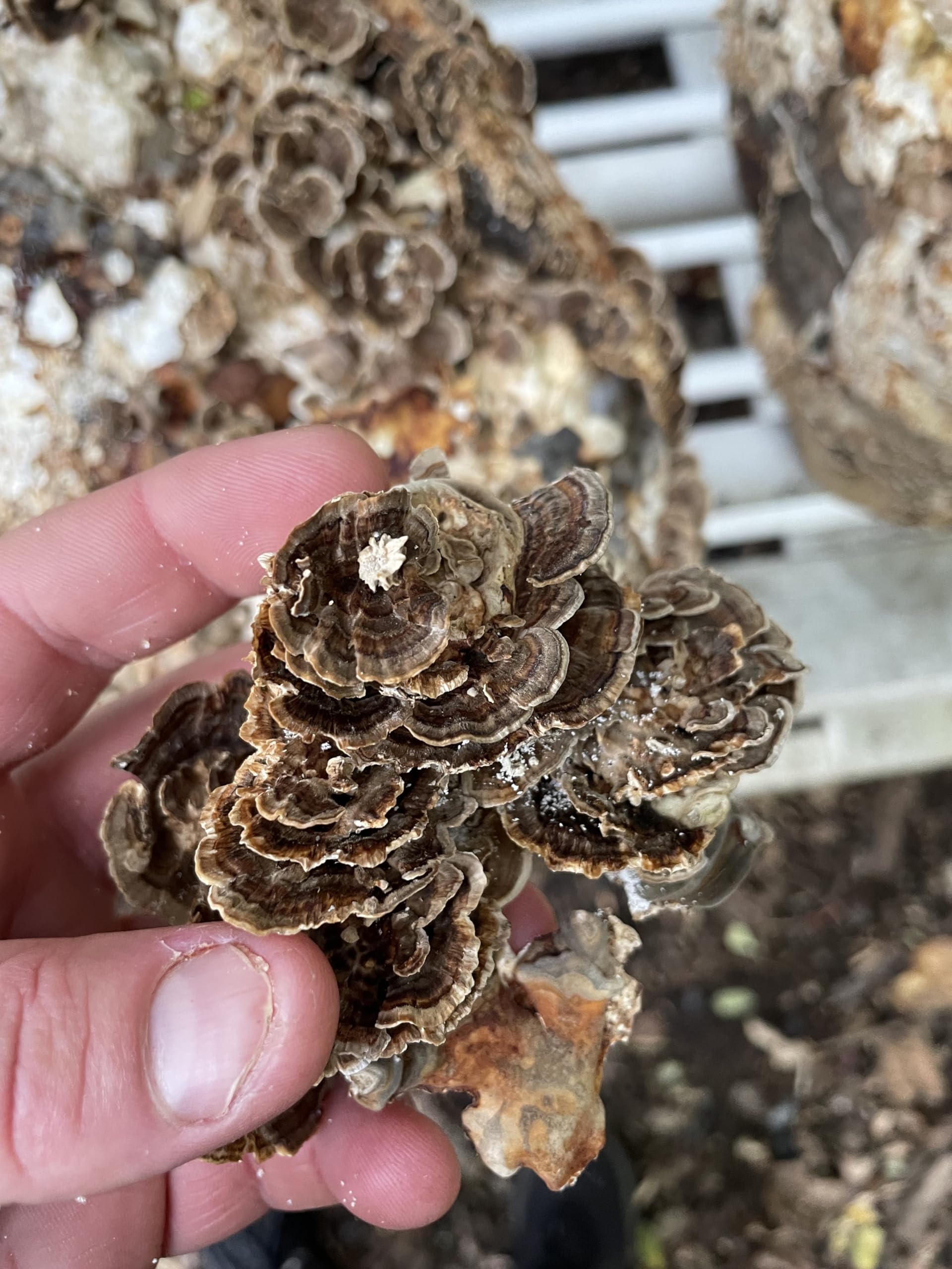 Hodgins Harvest hongos Lion’s Mane y Turkey Tail cultivados en la granja