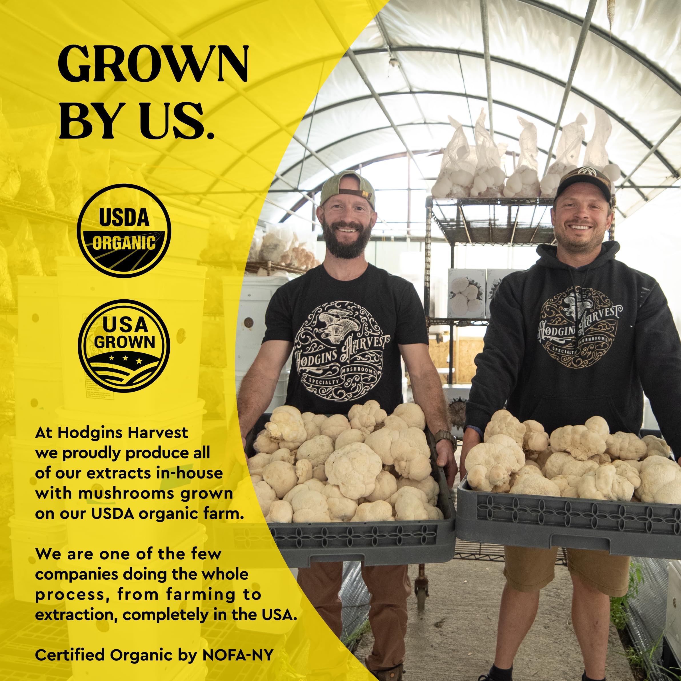 Hodgins Harvest extracto oscuro y viscoso en primer plano, que indica alta concentración