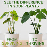 HOUSEPLANT RESOURCE CENTER frasco entre plantas en mesa mostrando uso doméstico