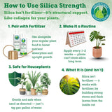 HOUSEPLANT RESOURCE CENTER hoja variegada saludable tras uso del suplemento