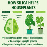 HOUSEPLANT RESOURCE CENTER gota de solución para ver textura y claridad