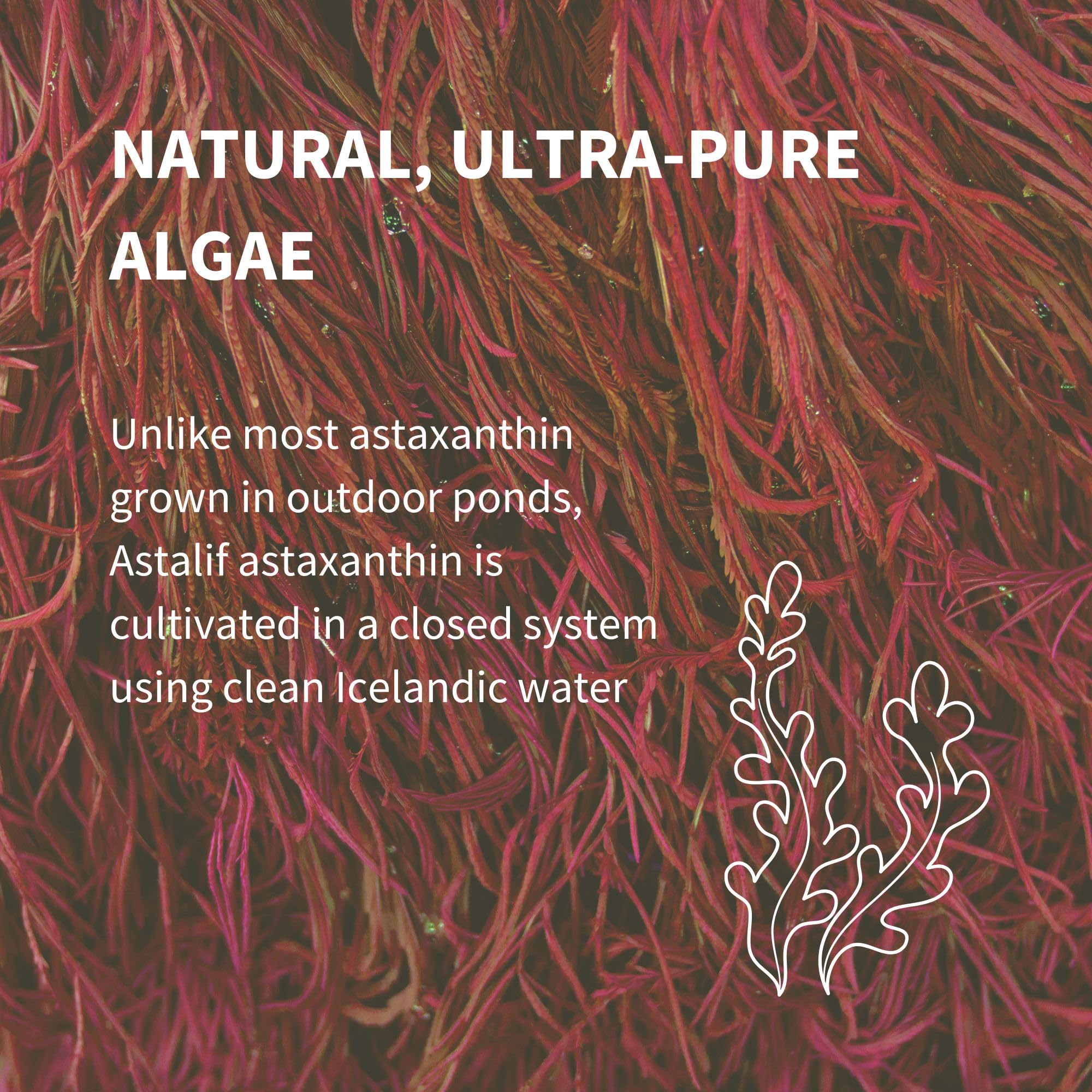 Igennus microalga H. pluvialis en textura enfatizando pureza natural