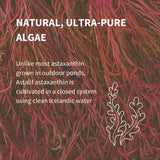 Igennus microalga H. pluvialis en textura enfatizando pureza natural