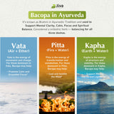 Jiva Botanicals comparación de tamaño de cápsula para referencia visual