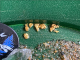 Klesh detalle del oro y grava resaltando tamaño y calidad visible