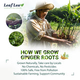 LeafLea caja junto a una mano para comparar tamaño y porciones disponibles