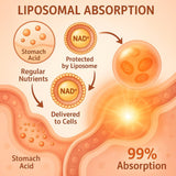 LIGUSTERI representación liposomal que sugiere mayor absorción celular