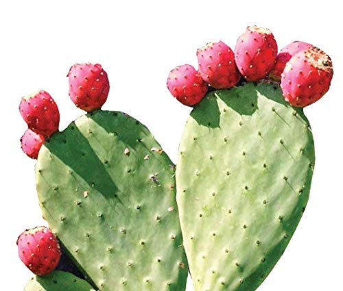 Maxx Herb etiqueta con ingredientes visibles, transparencia y simplicidad