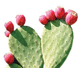 Maxx Herb etiqueta con ingredientes visibles, transparencia y simplicidad