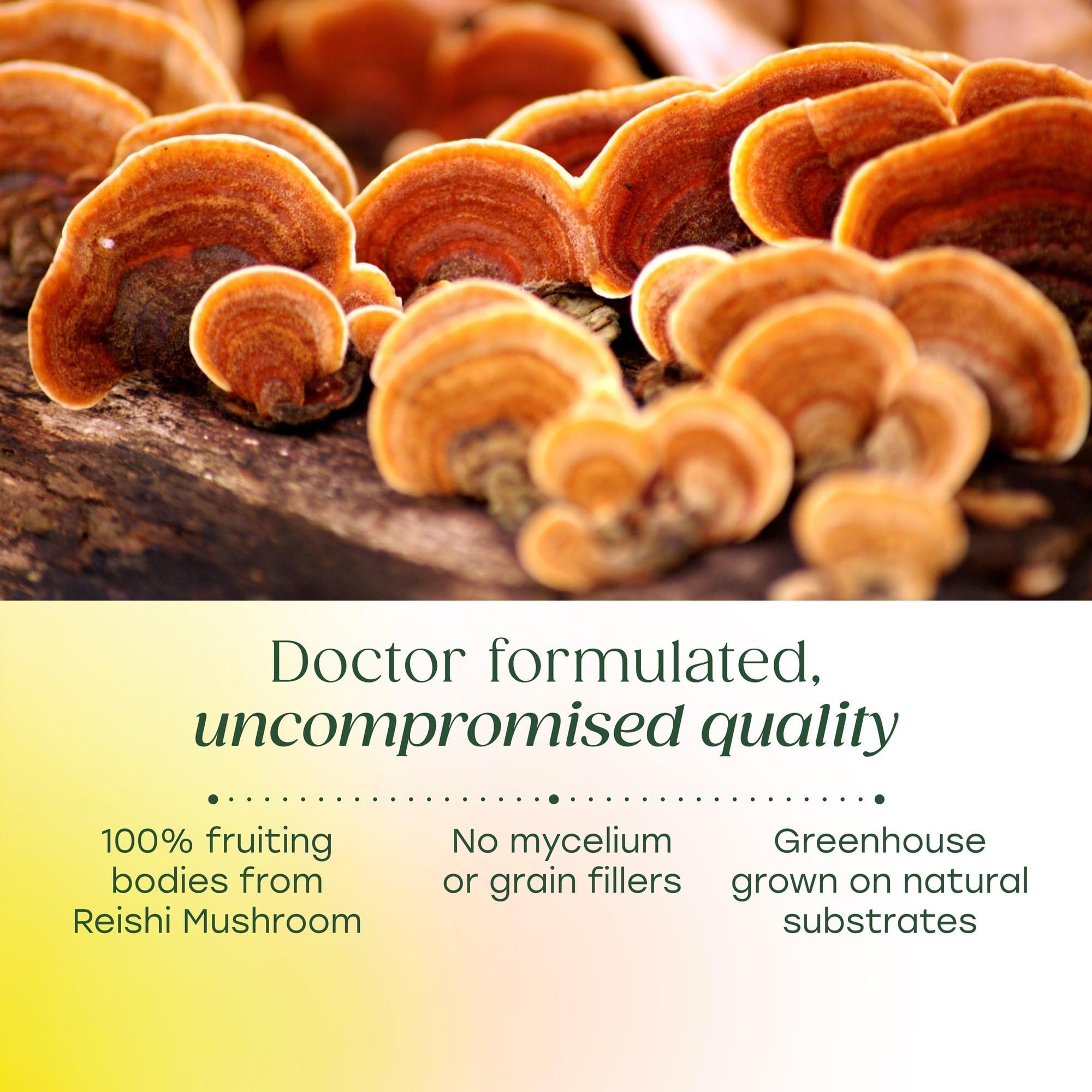 MegaFood reishi y raíz de Ashwagandha reunidos mostrando ingredientes naturales