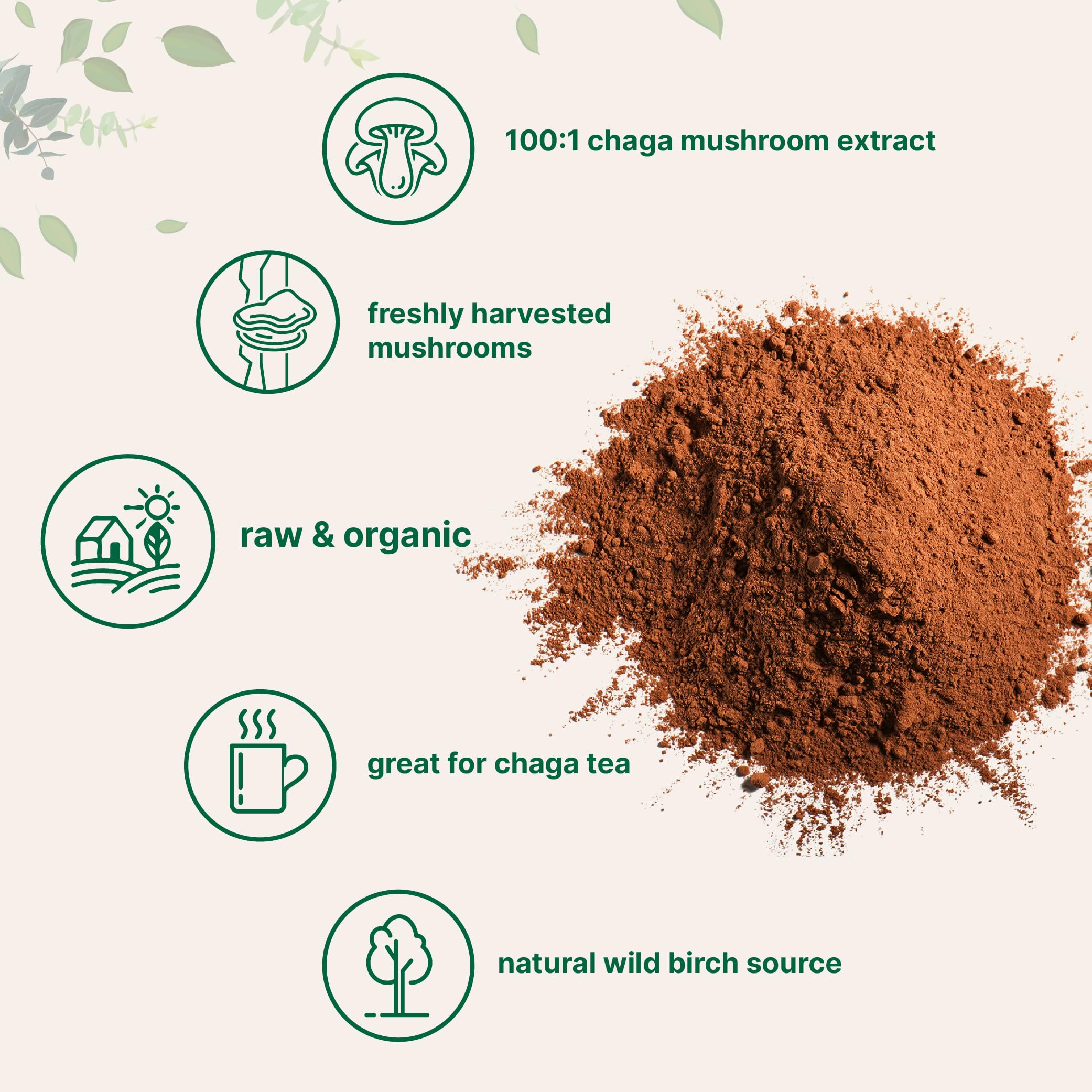 Micro Ingredients chaga disuelto en taza de té listo para consumo diario