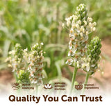 Micro Ingredients etiqueta mostrando origen India y certificados de calidad