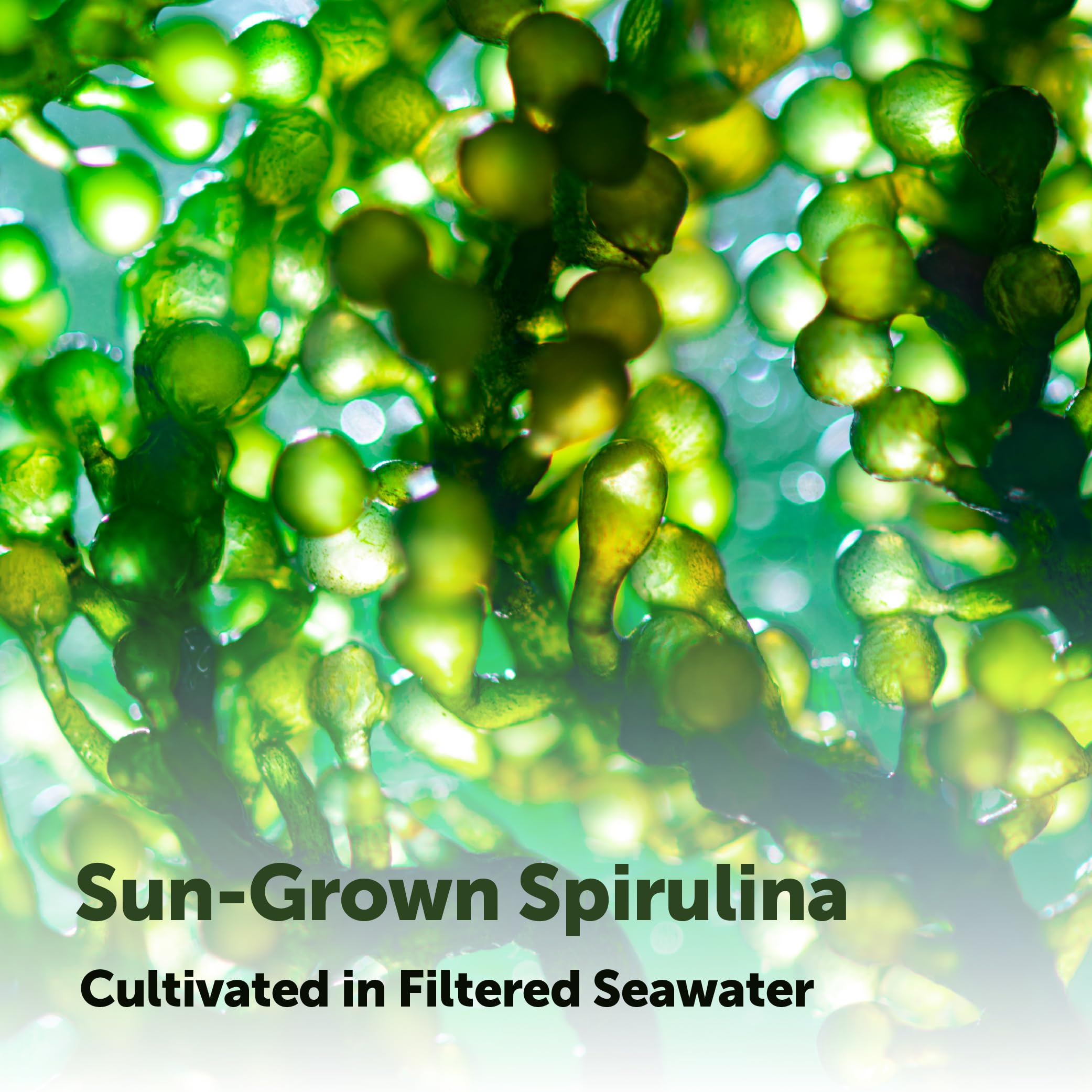 Micro Ingredients spirulina etiqueta nutricional clara y legible