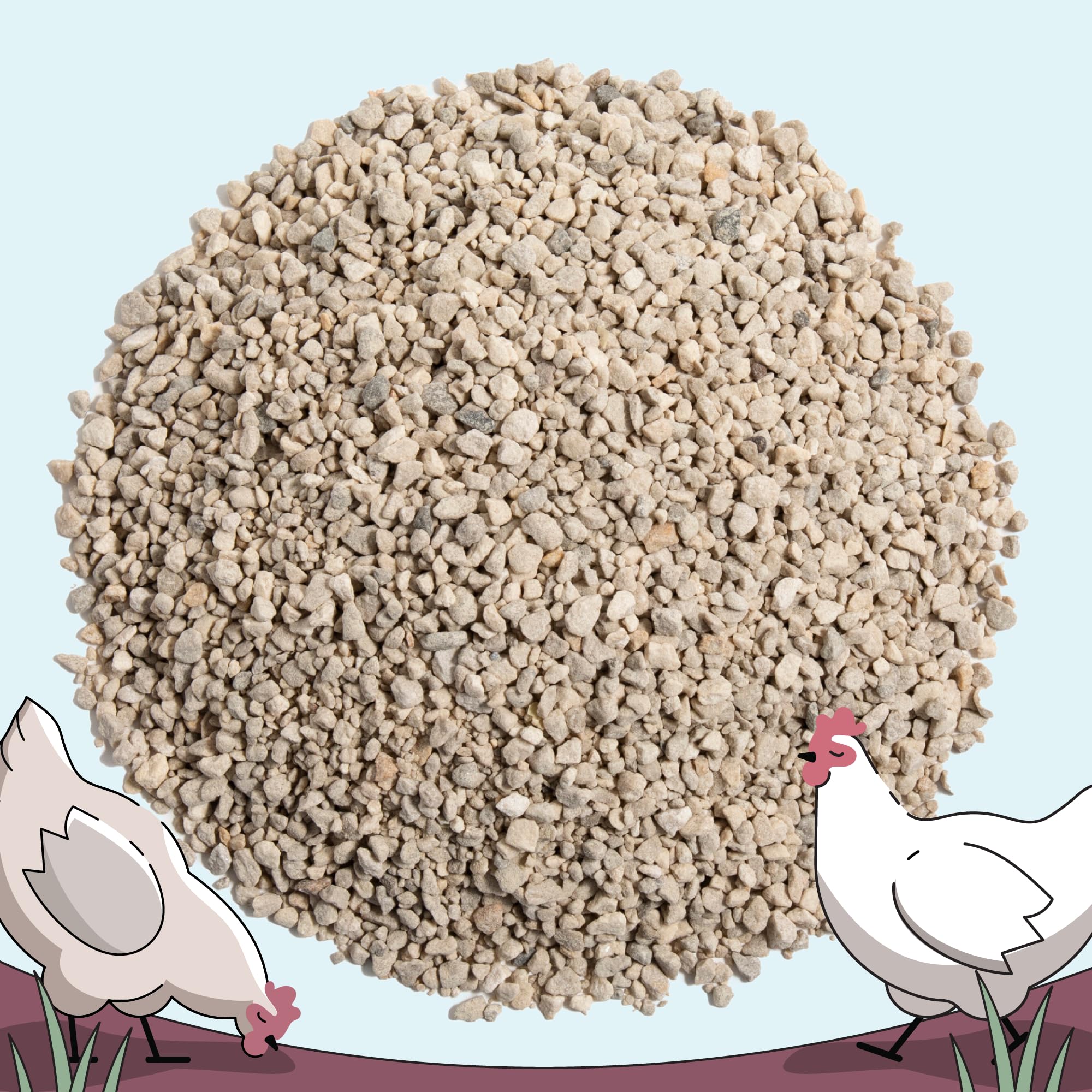Mile Four gallina consumiendo concha, beneficio en cáscaras más firmes