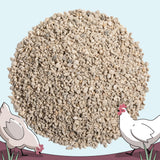 Mile Four gallina consumiendo concha, beneficio en cáscaras más firmes