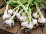 Morel Distribution Company comparación de escala del ajo japonés mostrando tamaño real