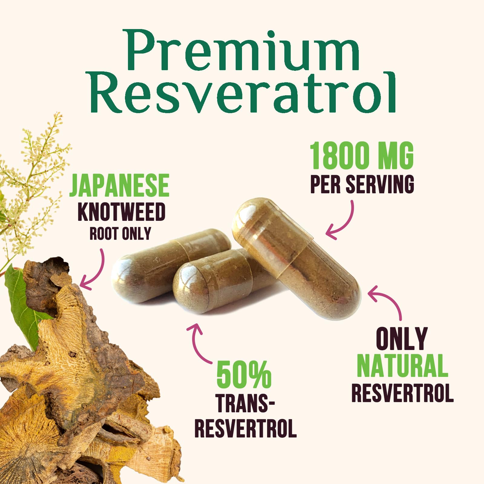 Nature's Nutrition polvo de extracto de Japanese Knotweed concentrado para potencia