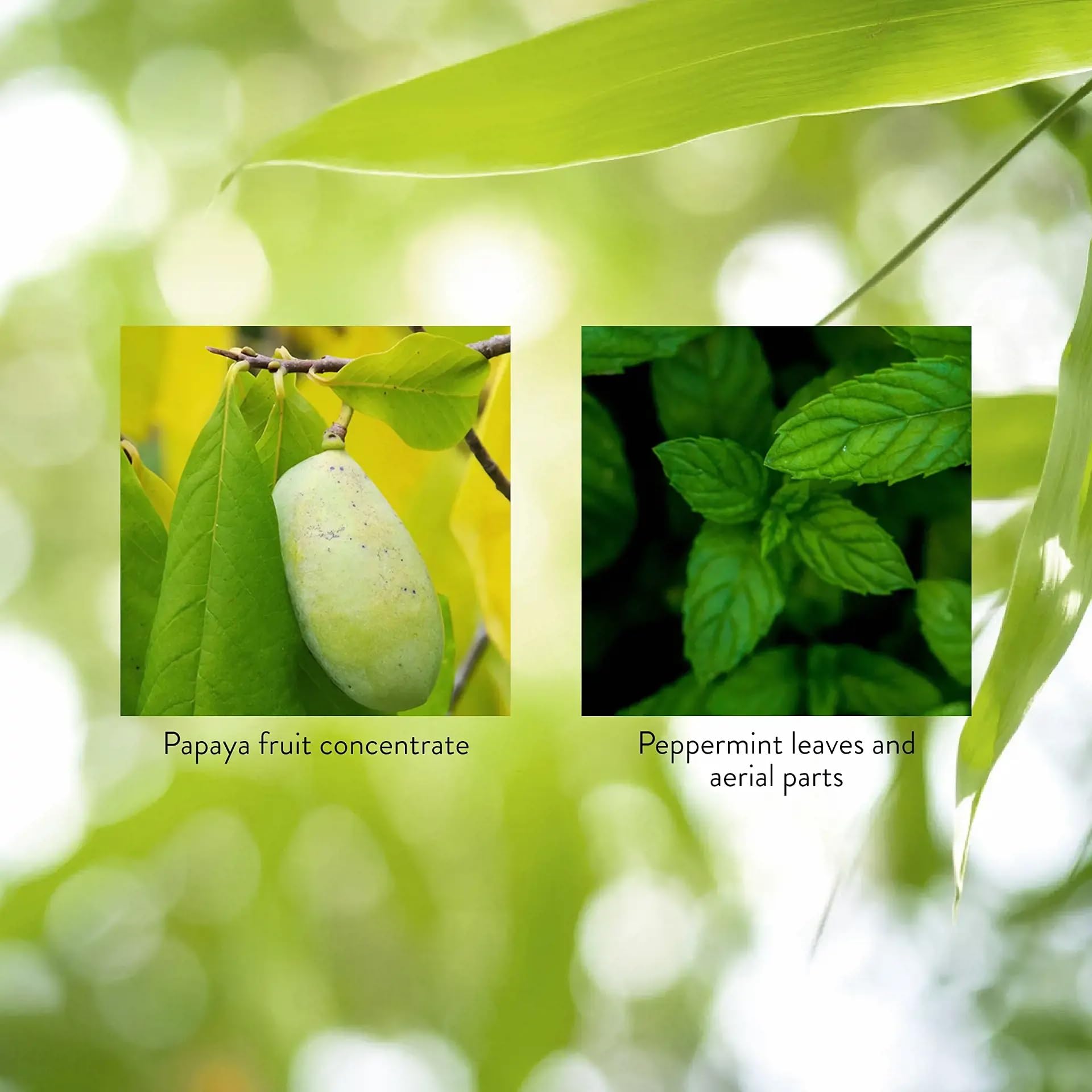 Nature's Sunshine papaya y hojas de menta que resaltan ingredientes naturales