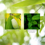 Nature's Sunshine papaya y hojas de menta que resaltan ingredientes naturales