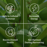 Nature's Sunshine Paw Paw junto a regla, comparación de tamaño clara