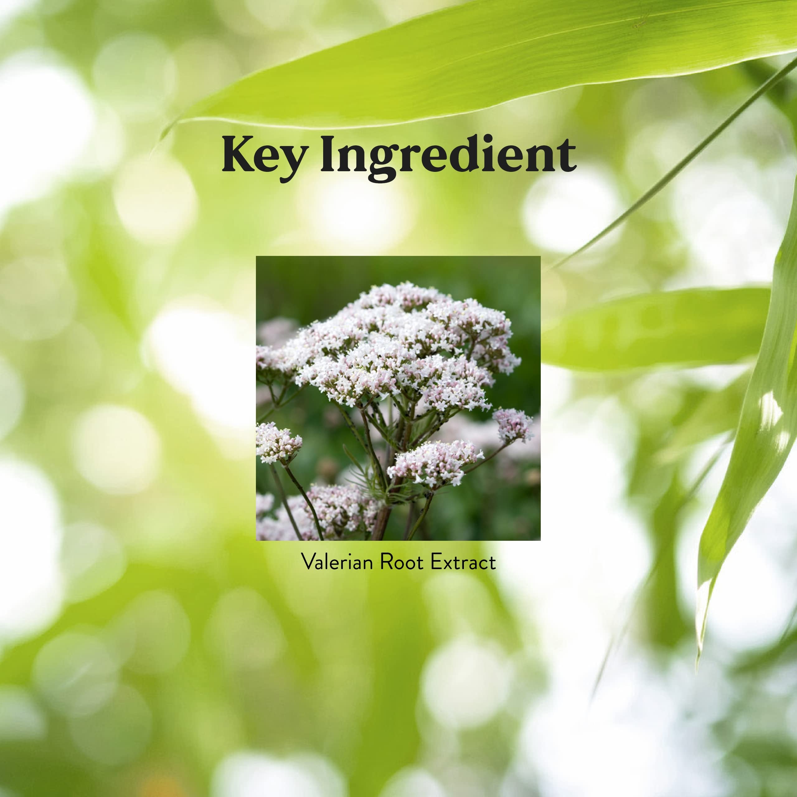 Detalle de etiqueta Nature's Sunshine con ingredientes estandarizados y uso claro