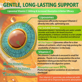 NEVISS acercamiento al relleno liposomal, protección y absorción