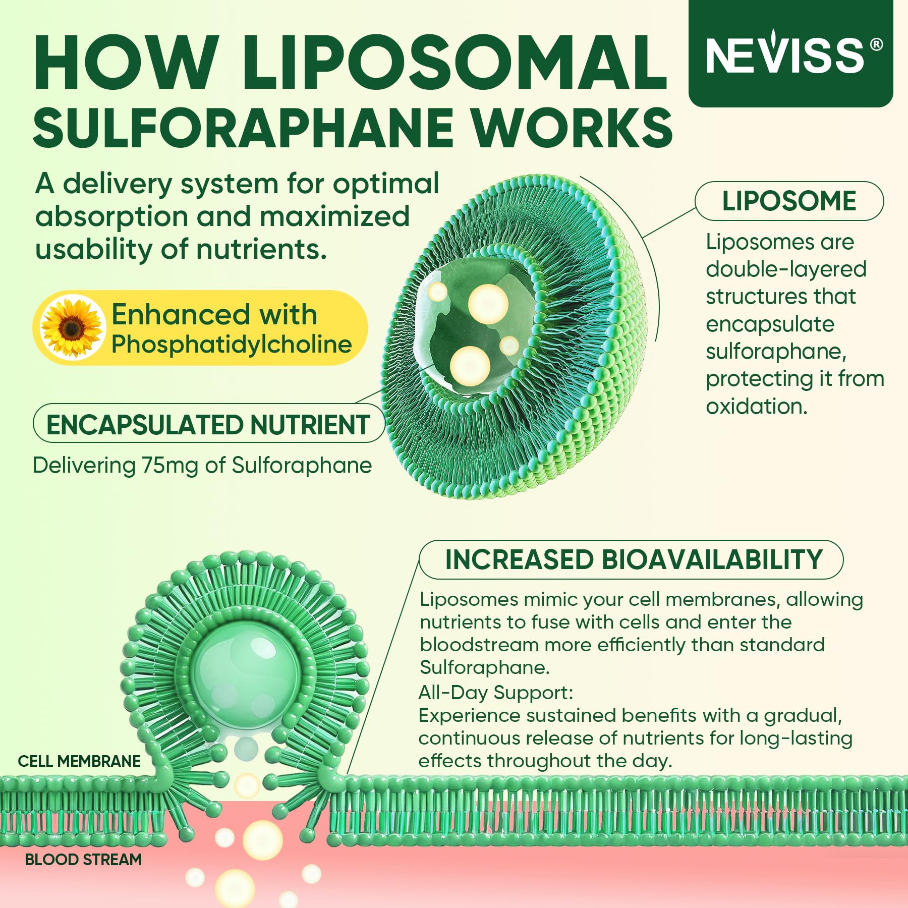 NEVISS diagrama del sistema liposomal que protege y libera el activo