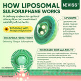 NEVISS diagrama del sistema liposomal que protege y libera el activo
