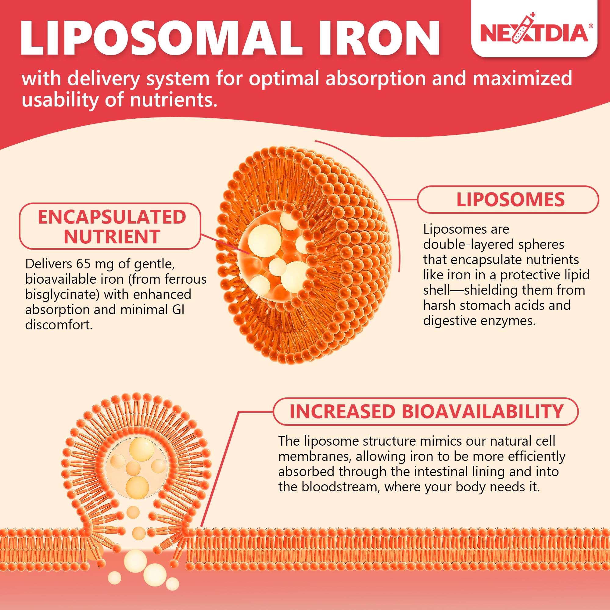 Nextdia cápsula abierta mostrando núcleo liposomal para mejor absorción
