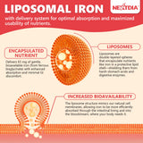 Nextdia cápsula abierta mostrando núcleo liposomal para mejor absorción
