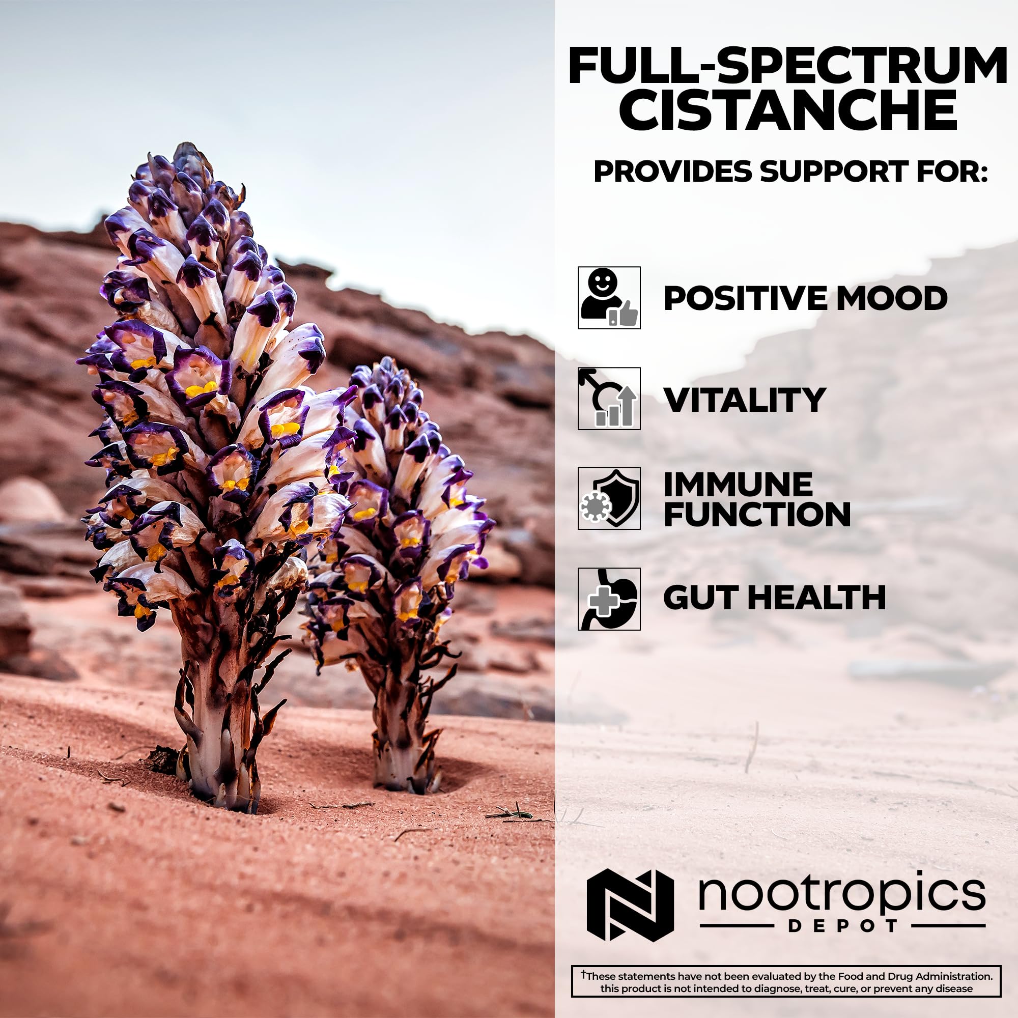 Nootropics Depot frasco abierto con polvo de Cistanche tubulosa, evidencia de ingredientes completos
