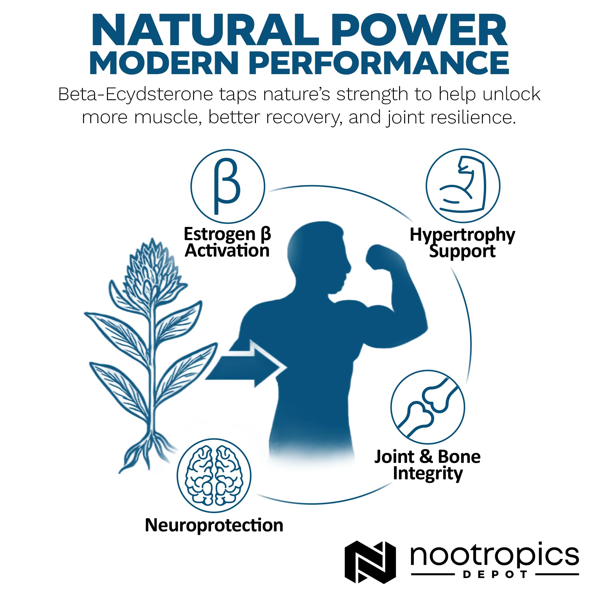 Nootropics Depot cápsula abierta mostrando polvo del extracto estandarizado