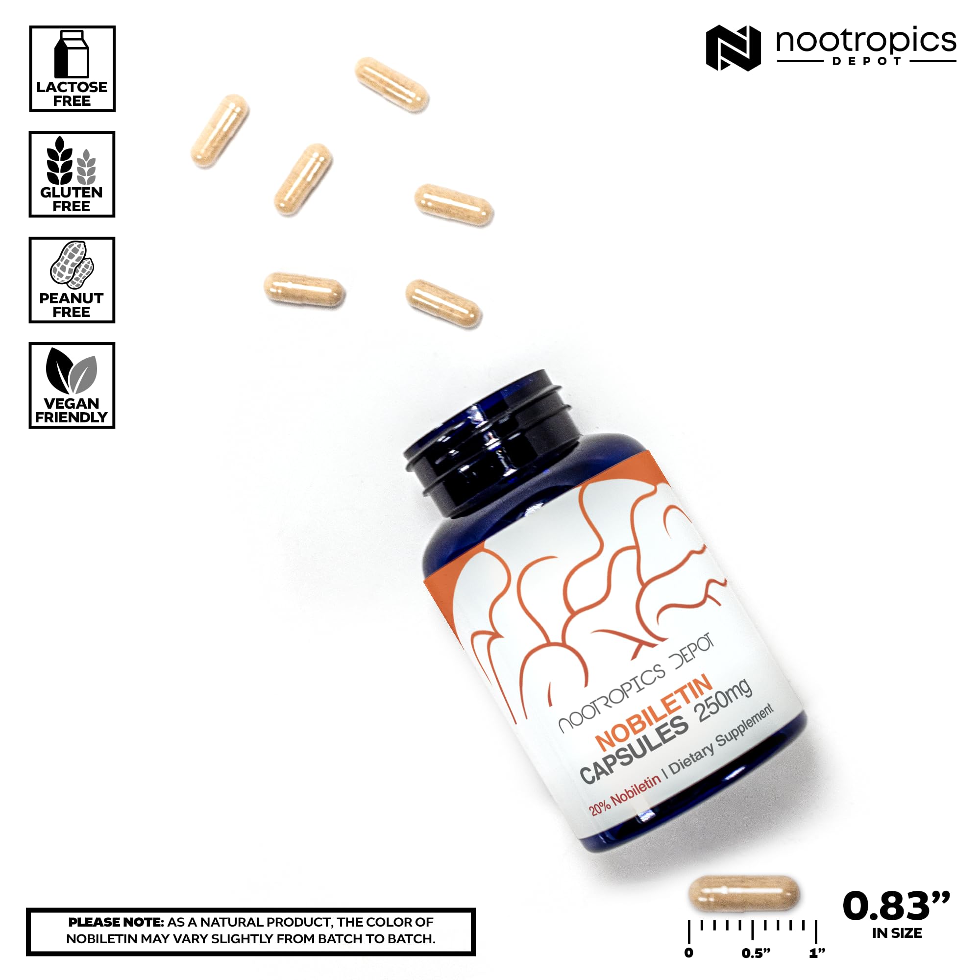 Nootropics Depot polvo del extracto en primer plano, demostrando concentración