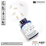 Nootropics Depot comparación de tamaño de cápsula junto a moneda para escala práctica