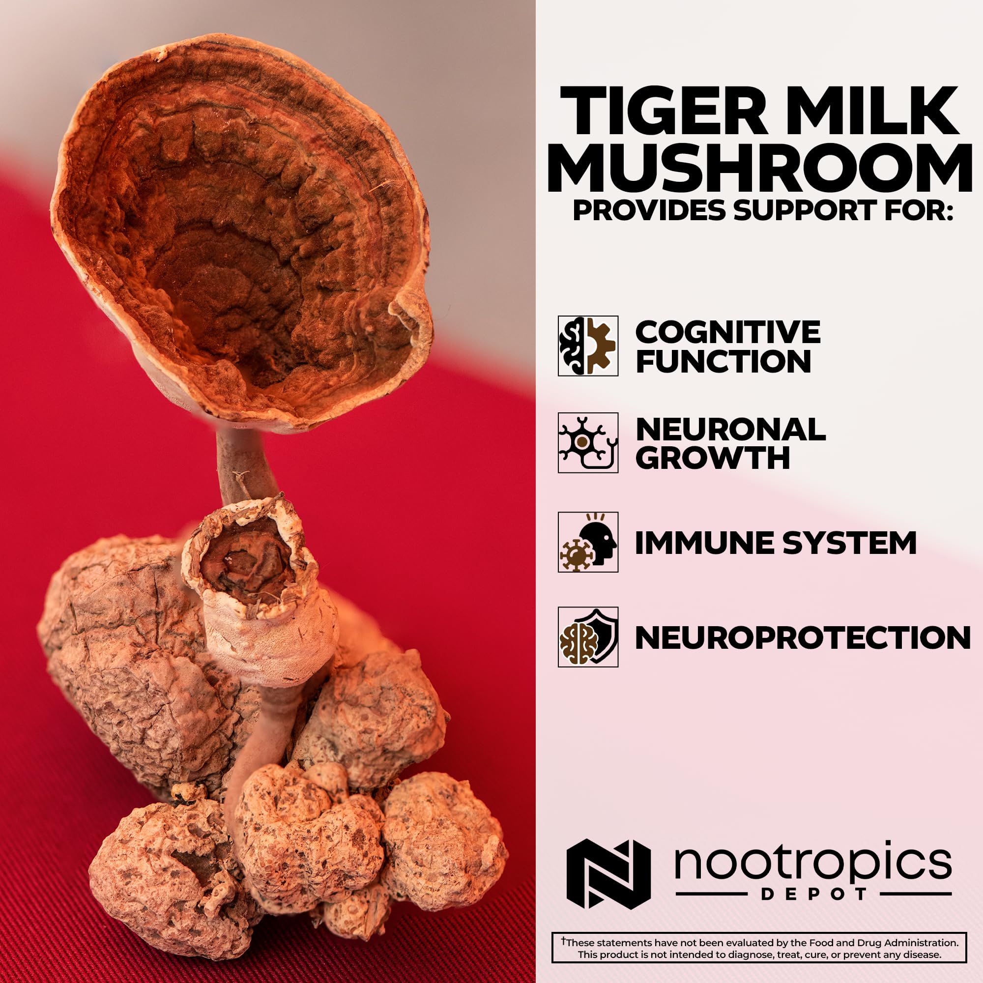 Nootropics Depot frasco en mano para escala, muestra tamaño real del producto