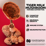 Nootropics Depot frasco en mano para escala, muestra tamaño real del producto